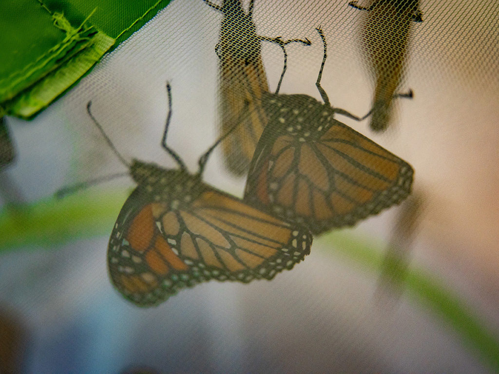 Newly emerged monarch butterflies 