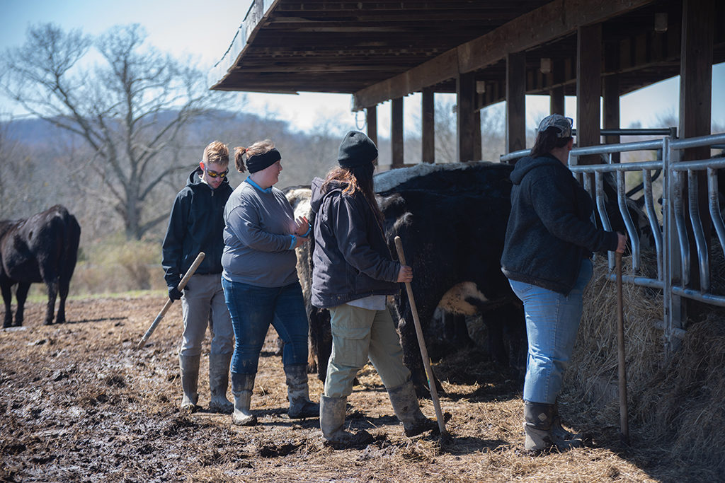 Students prepare to clean cattle stalls