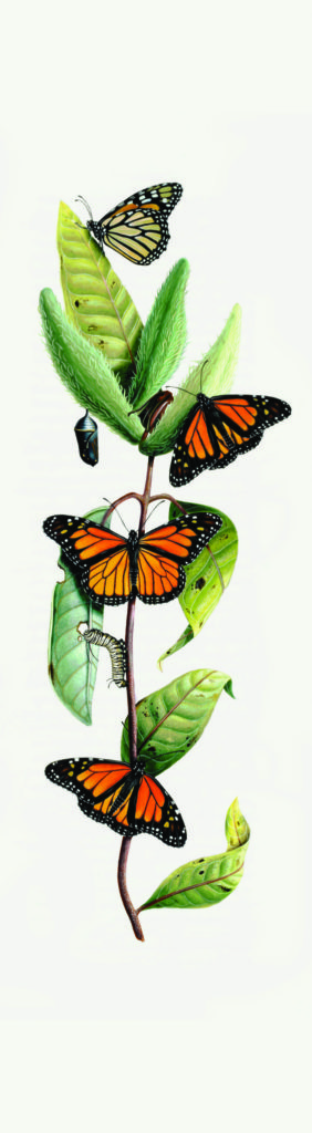 Milkweed and Butterfly by Chris Tomlin.