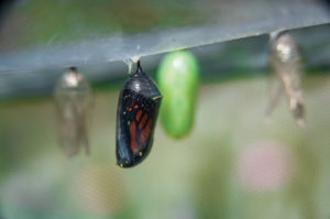 Monarch butterfly in a chrysalis