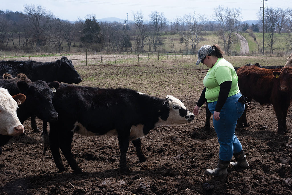 Katlyn Yates feeds a calf