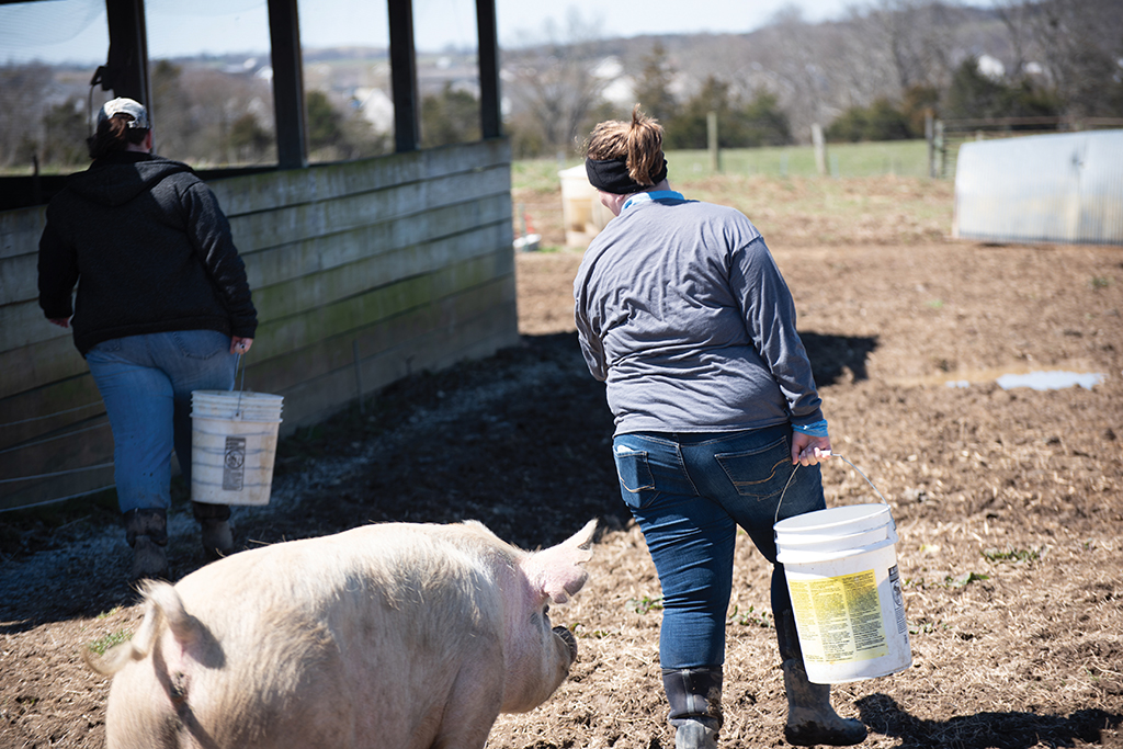 Student on farm carrying bucket to feed the pigs