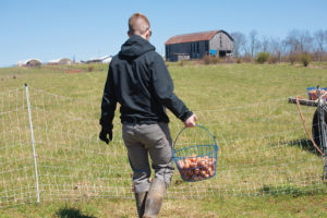Grayson Wetherby carries a bucket of eggs