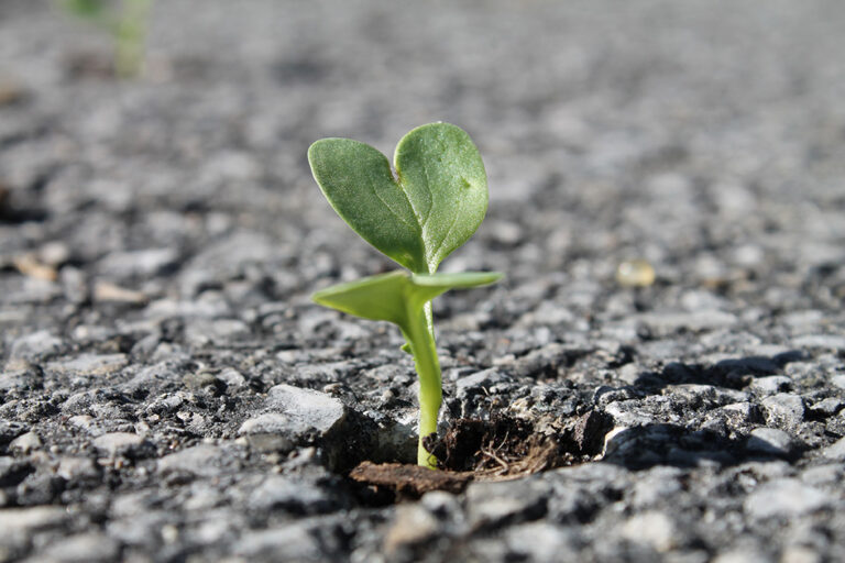 A small seed grows in the pavement.