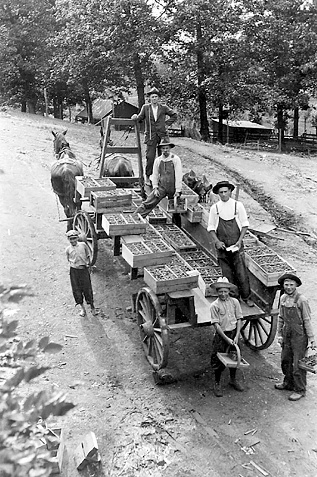 Student workers hauling strawberries