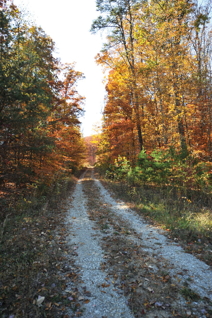 Trail in the Berea College forest in fall