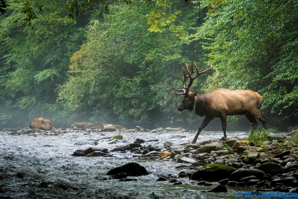 Elk crossing river