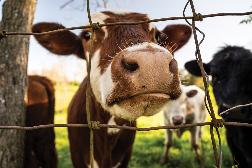 Close up of a cow looking through a fence on the College farm