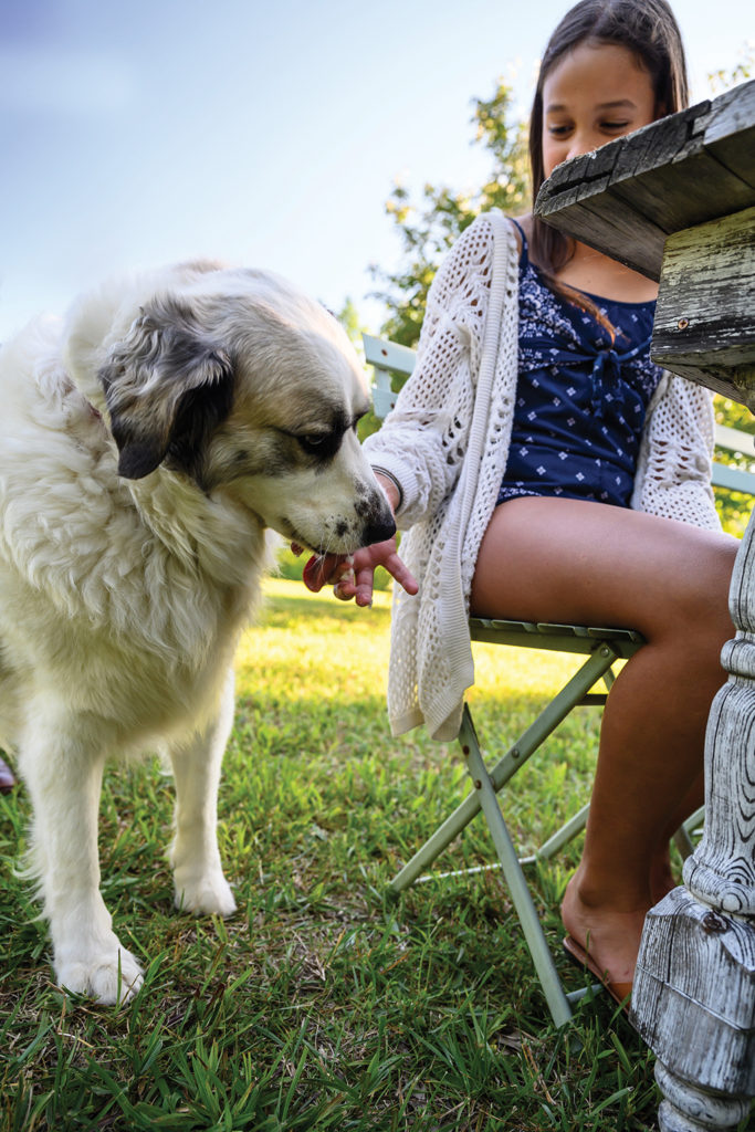 Young girl feeding a dog under a table