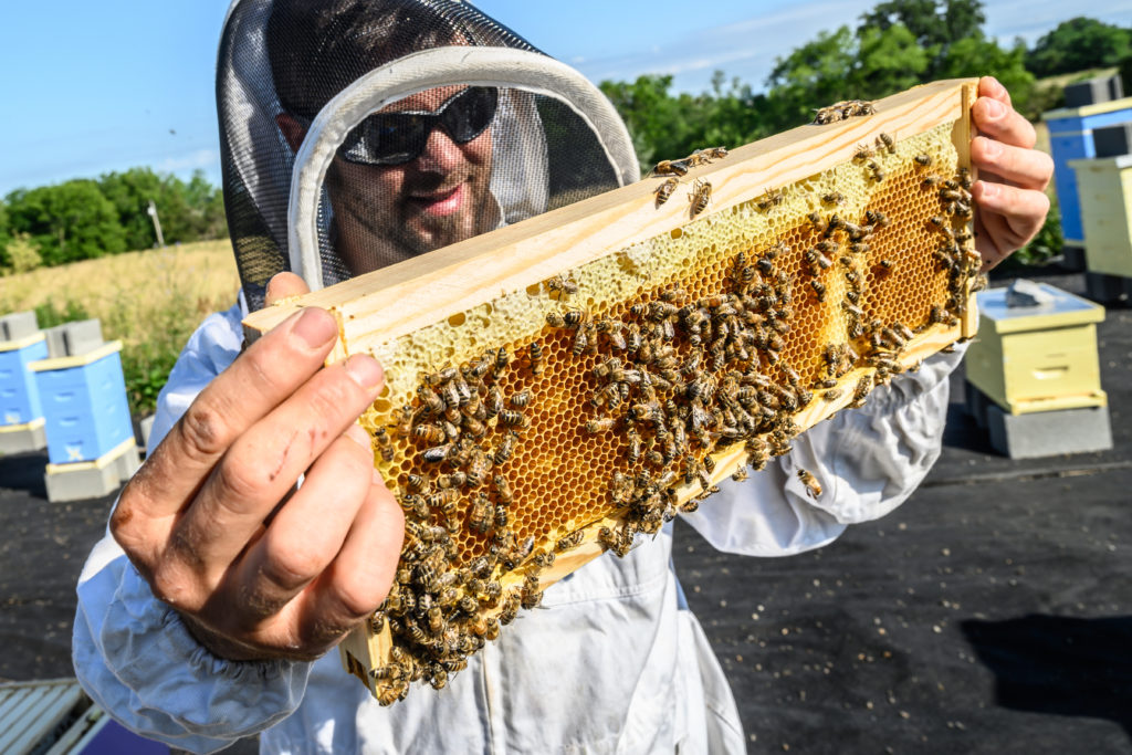 Picture of a man in a beekeeping suit holding a honey comb covered in bees