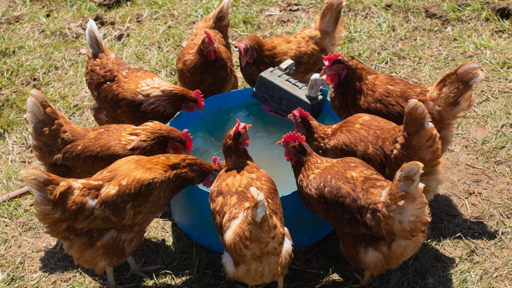 Group of chickens around a watering trough