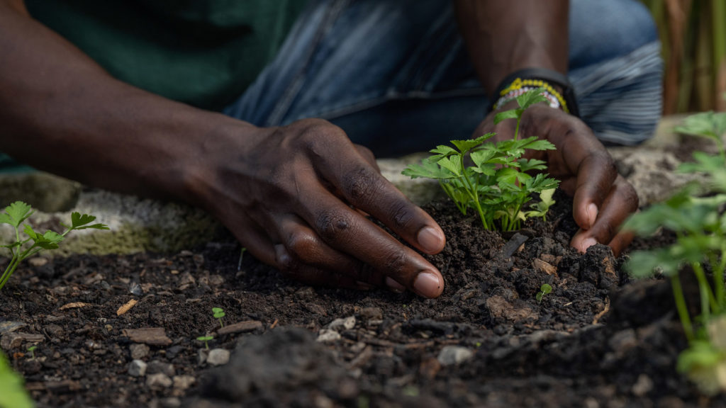 Up-close picture of hands planting in the soil