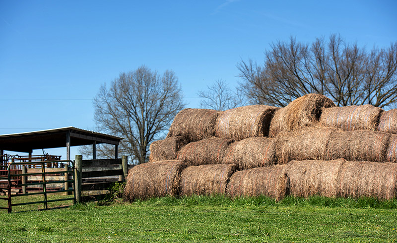Stack of hay bales on the farm