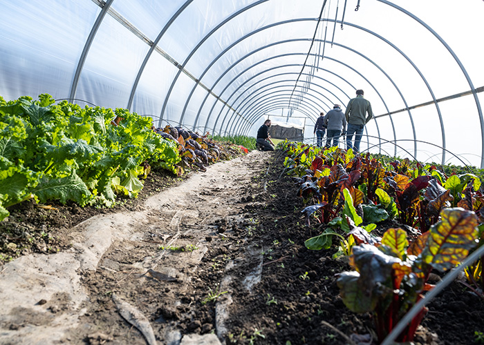 Photo from inside a high tunnel with crops growing