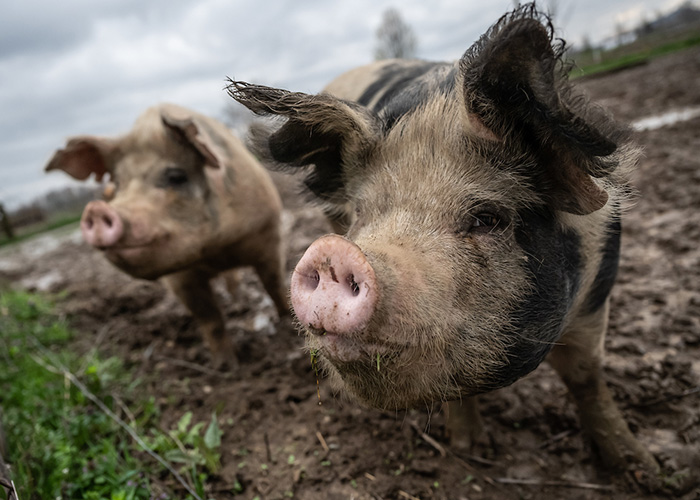 Upclose photos of pigs on the farm