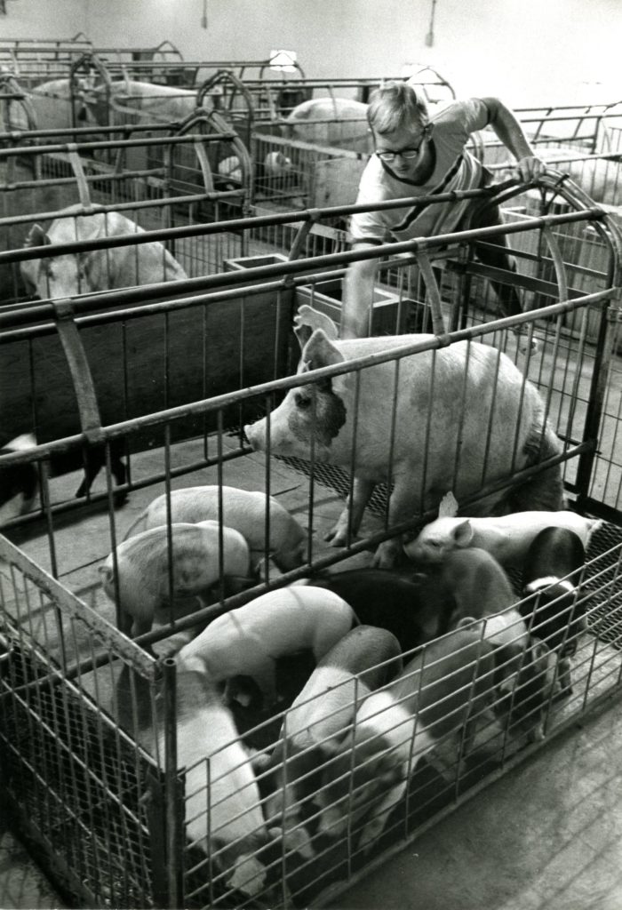 black and white photo of Berea College pigs and piglets in a caged area