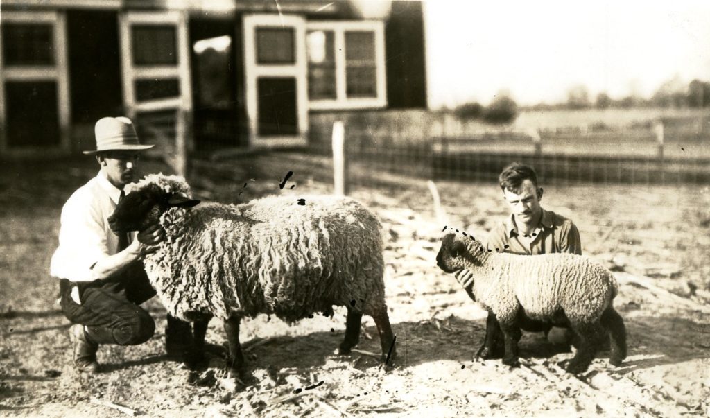 black and white photo of a Berea College student working with sheep