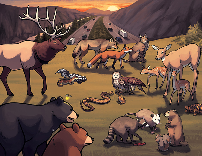 Illustration of various wildlife present in and around the Great Smoky Mountains