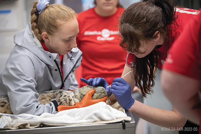 Emma Reasoner ʼ19 assists
in administering an avian flu test to
a harbor seal at the Alaska Sea Life
Center.