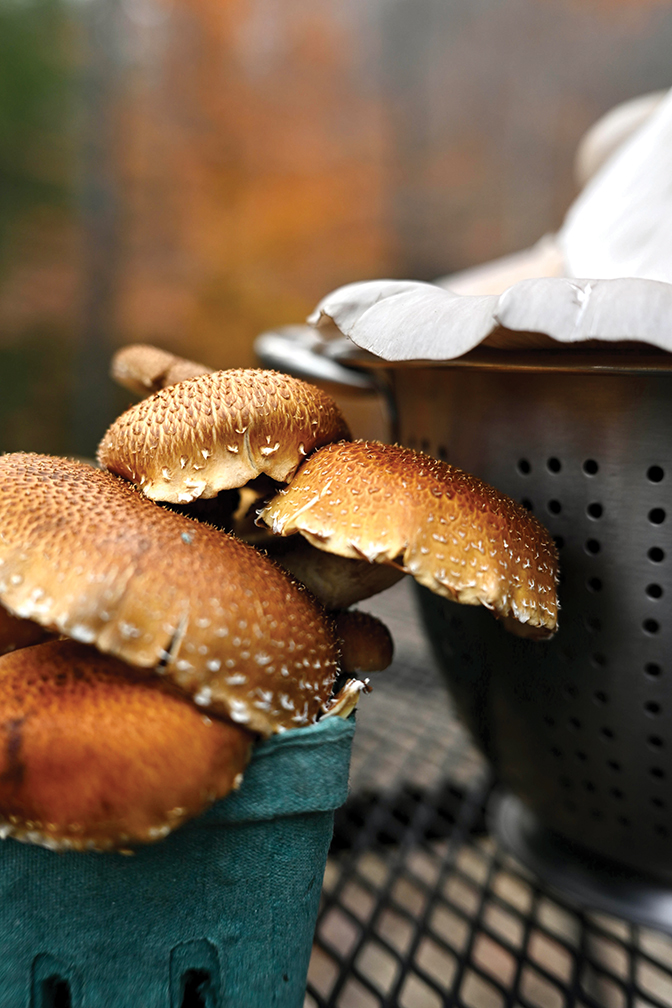 Various mushroom species grown at Forest Forager Farm