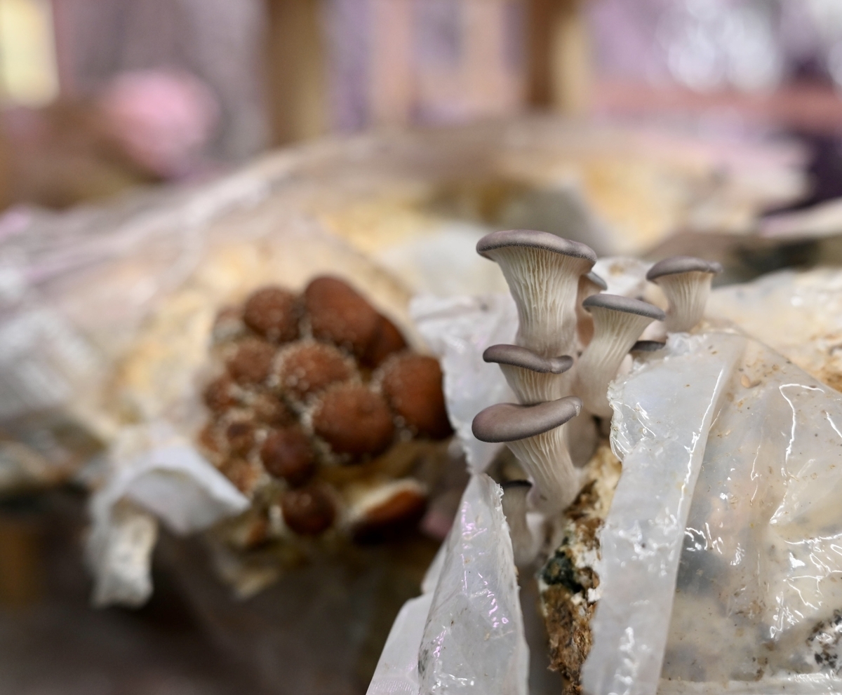 Various mushroom species grown at Forest Forager Farm