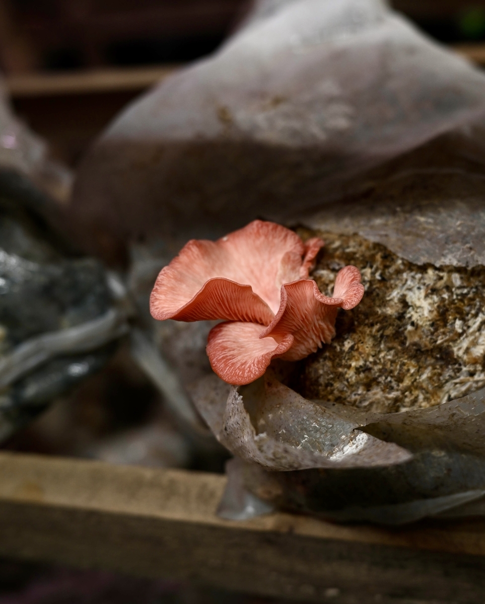 Red mushroom growing in an indoor growing facility.